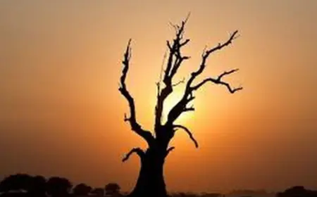 सूखा पेड़