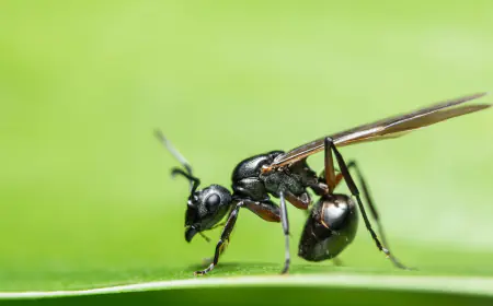 चींटी के पर