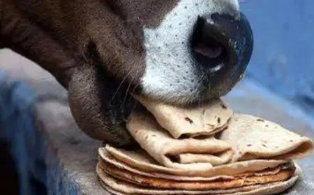 दो डिब्बों में रोटी