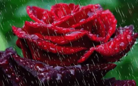 वसुंधरा को मान दे