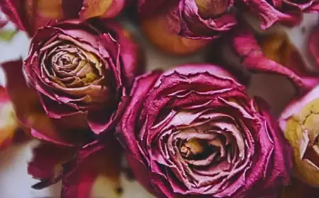 सूखे गुलाब