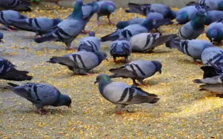 रंगों से ये कैसी नफरत