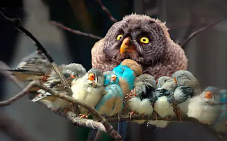 परिंदों की दुनिया से सबक