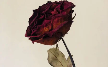 सूखे गुलाब